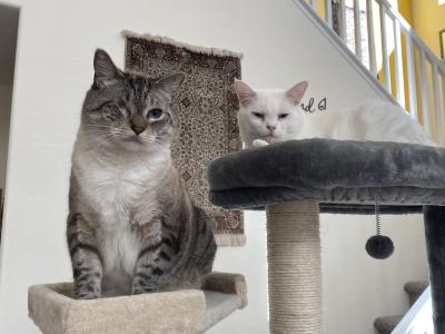 Pete and Blossom the cats in their home